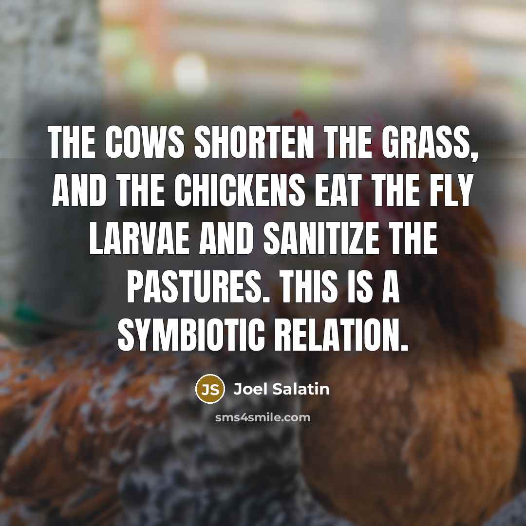 “The cows shorten the grass, and the chickens eat the…” quote by Joel Salatin