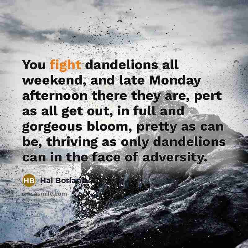 “You fight dandelions all weekend, and late Monday afternoon there…” quote by Hal Borland