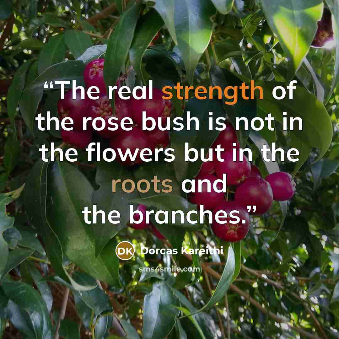“The real strength of the rose bush is not in the flowers but in the roots and the branches.” quote by Dorcas Kareithi