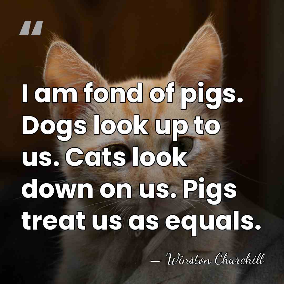 I am fond of pigs. Dogs look up to us. Cats look&hellip; - Winston Churchill