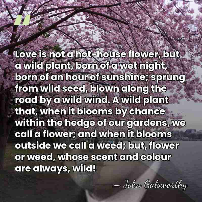 Love is not a hot-house flower, but a wild plant, born of&hellip; - John Galsworthy