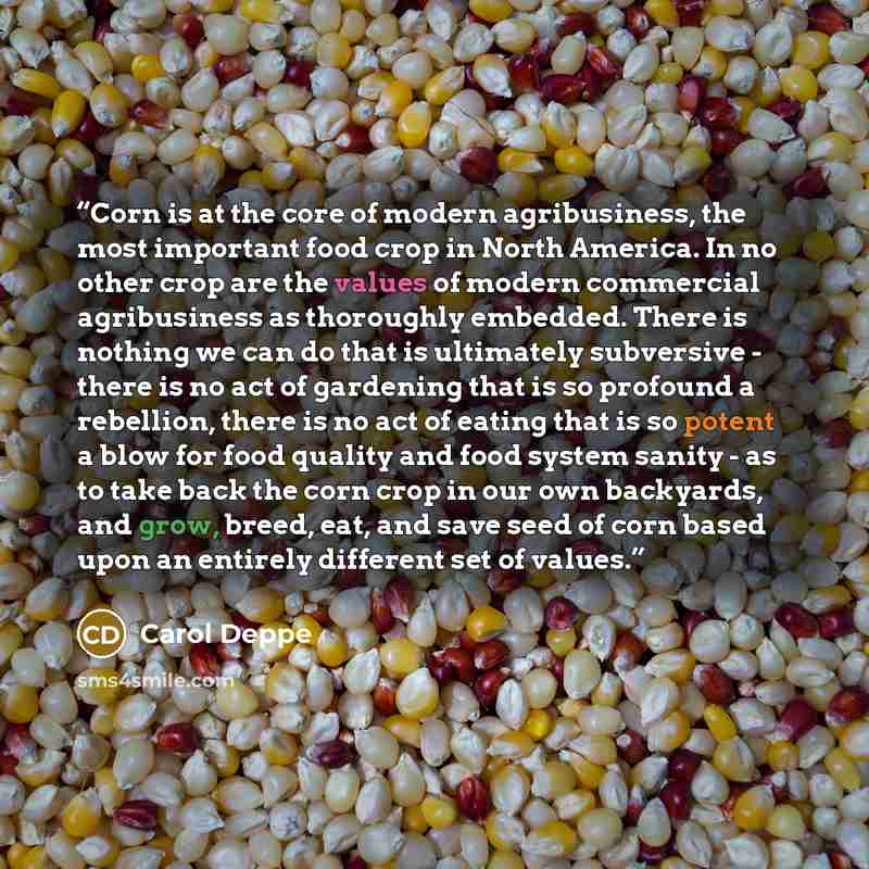 “Corn is at the core of modern agribusiness, the most important food crop in North America. In no other crop are the values of modern commercial agribusiness as thoroughly embedded. There is nothing we can do that is ultimately subversive - there is no act of gardening that is so profound a…” quote by Carol Deppe