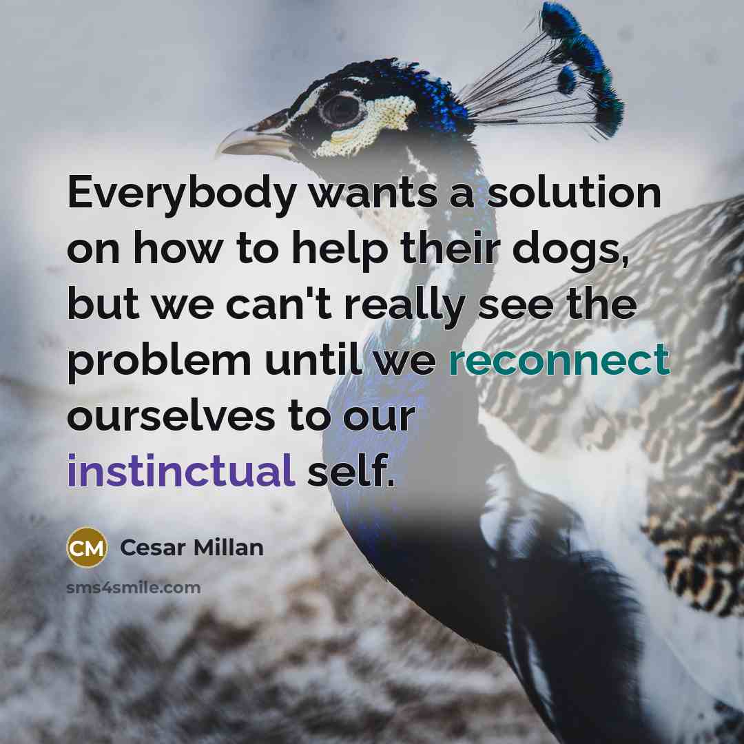“Everybody wants a solution on how to help their dogs, but we can't really see the problem until we reconnect ourselves to our instinctual self.” quote by Cesar Millan