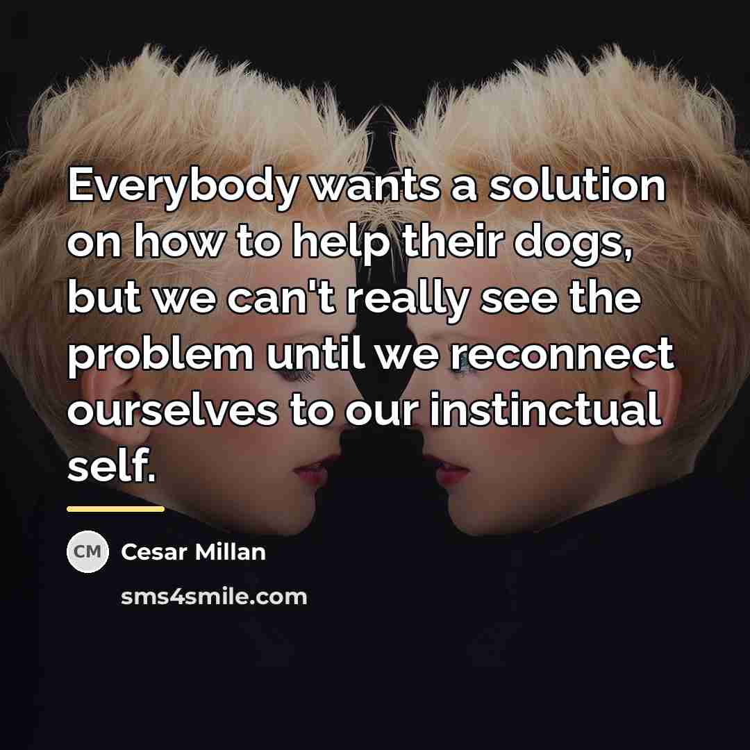 “Everybody wants a solution on how to help their dogs,…” quote by Cesar Millan