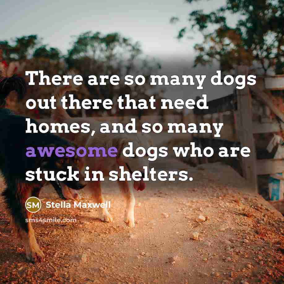 “There are so many dogs out there that need homes,…” quote by Stella Maxwell