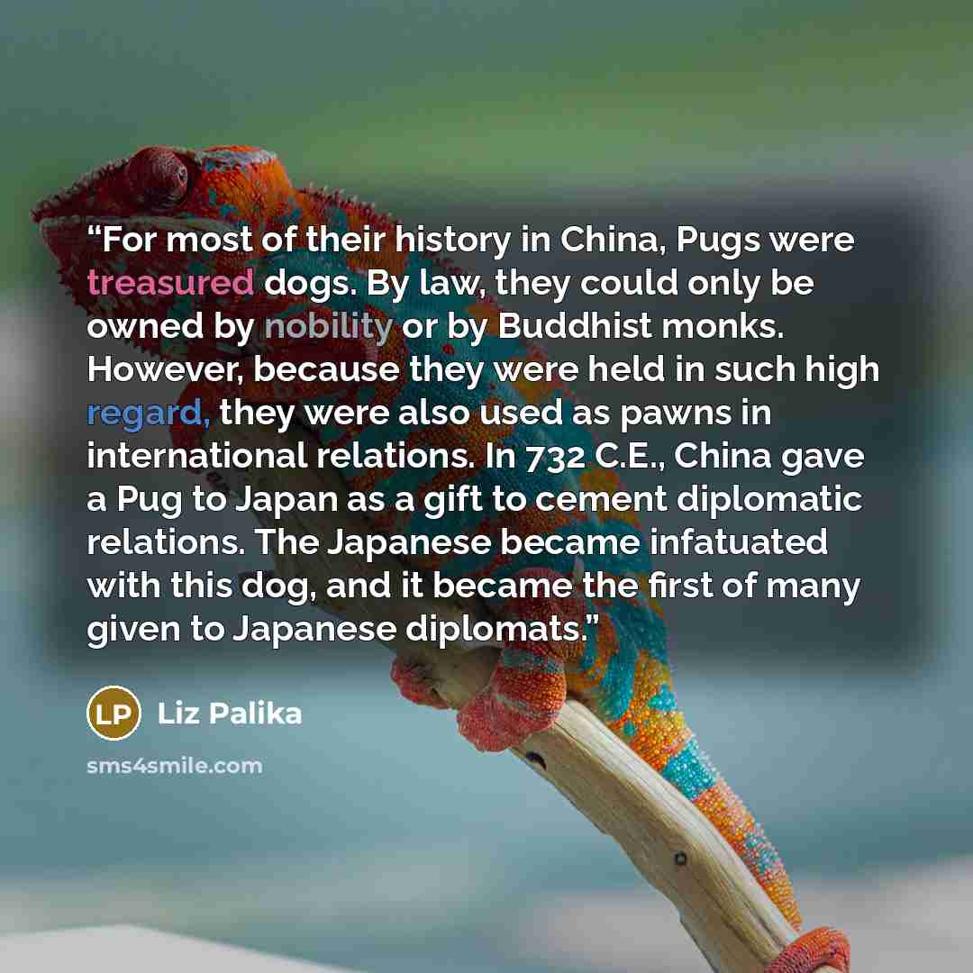 “For most of their history in China, Pugs were treasured dogs. By law, they could only be owned by nobility or by Buddhist monks. However, because they were held in such high regard, they were also used as pawns in international relations. In 732 C.E., China gave a Pug to Japan as a gift to cement…” quote by Liz Palika