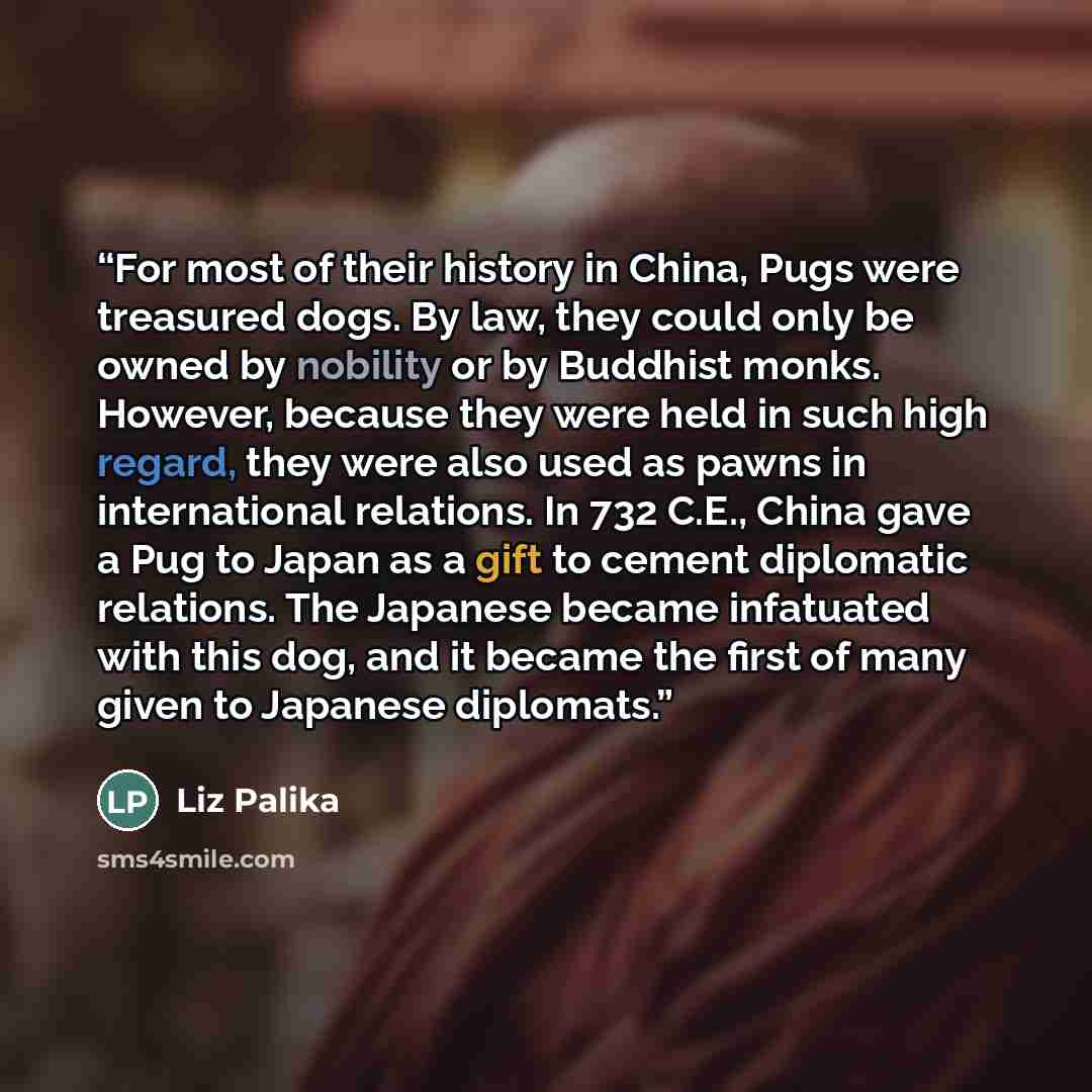 “For most of their history in China, Pugs were treasured dogs. By law, they could only be owned by nobility or by Buddhist monks. However, because they were held in such high regard, they were also used as pawns in international relations. In 732 C.E., China gave a Pug to Japan as a gift to cement…” quote by Liz Palika