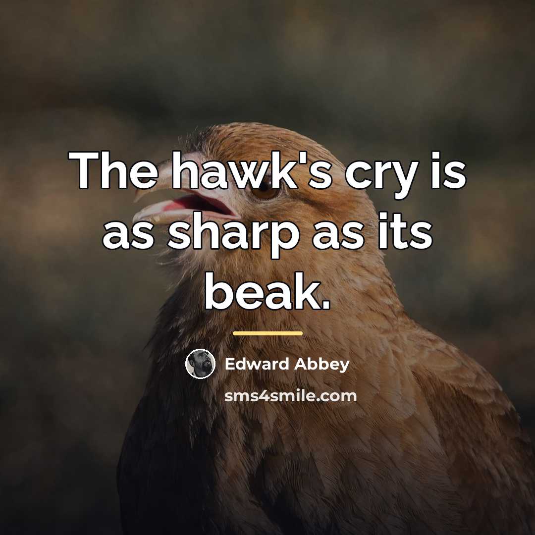 “The hawk's cry is as sharp as its beak.…” quote by Edward Abbey