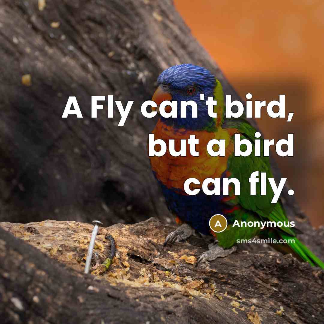 “A Fly can't bird, but a bird can fly.…” quote by Anonymous