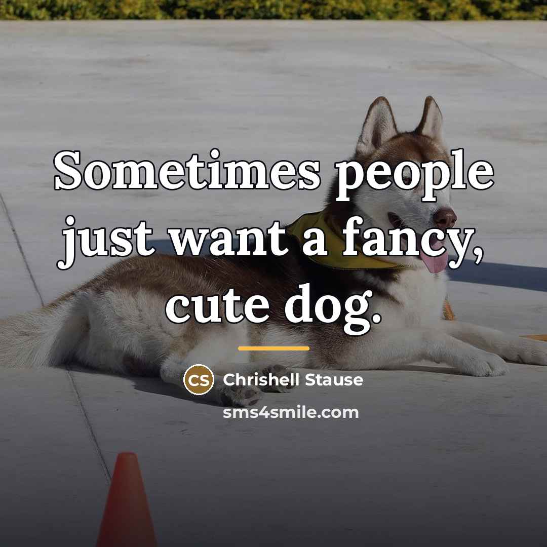 “Sometimes people just want a fancy, cute dog.…” quote by Chrishell Stause