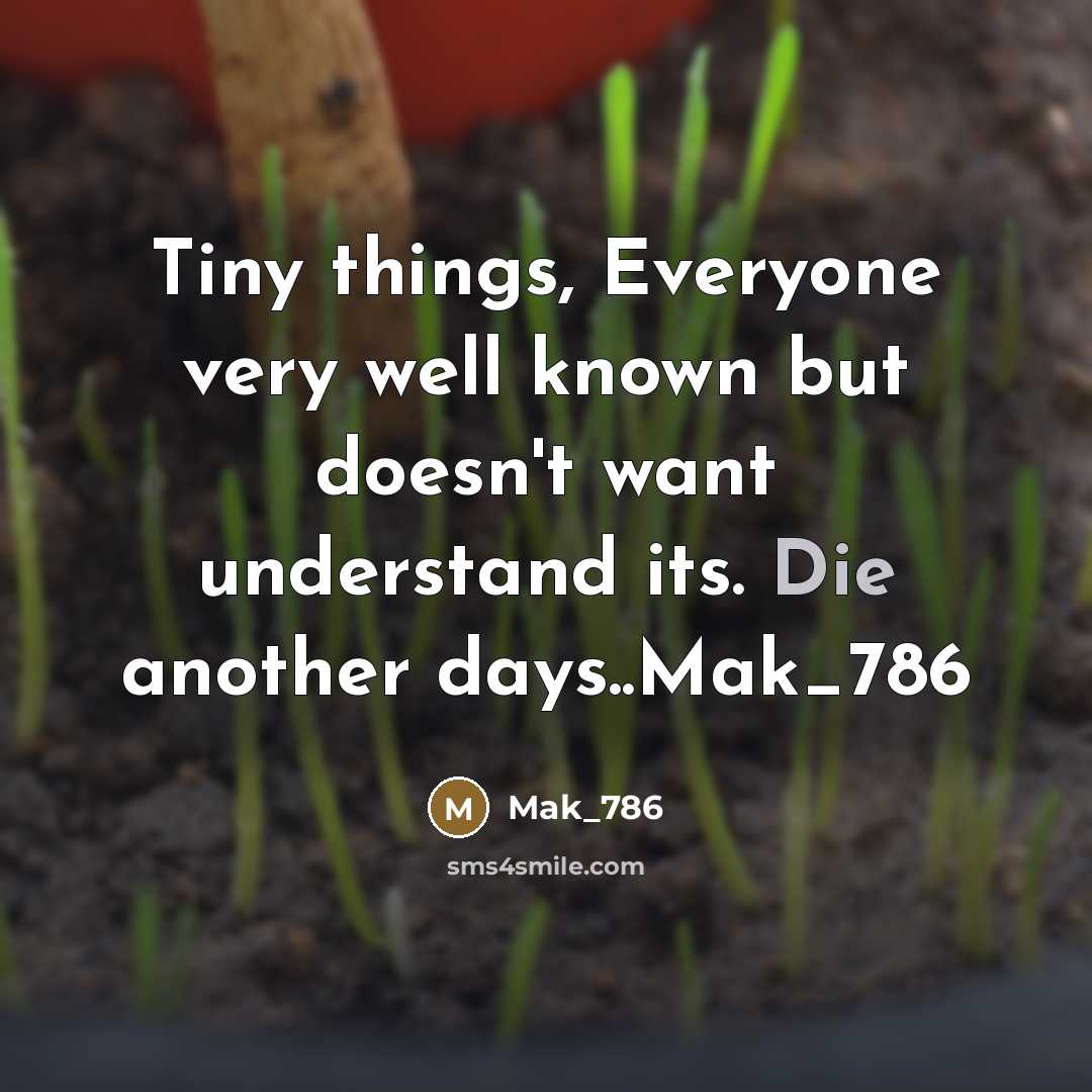“Tiny things, Everyone very well known but doesn't want understand…” quote by Mak_786