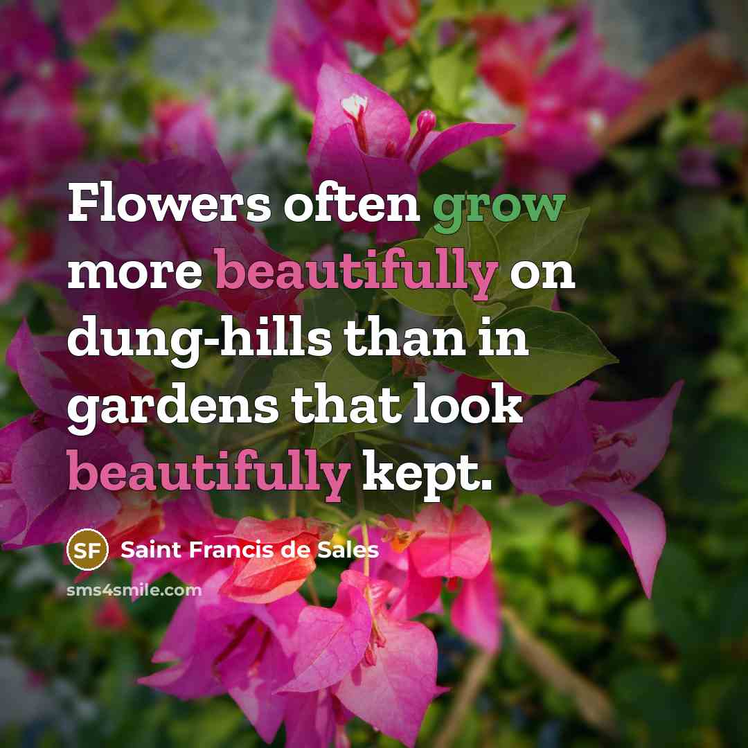 “Flowers often grow more beautifully on dung-hills than in gardens…” quote by Saint Francis de Sales