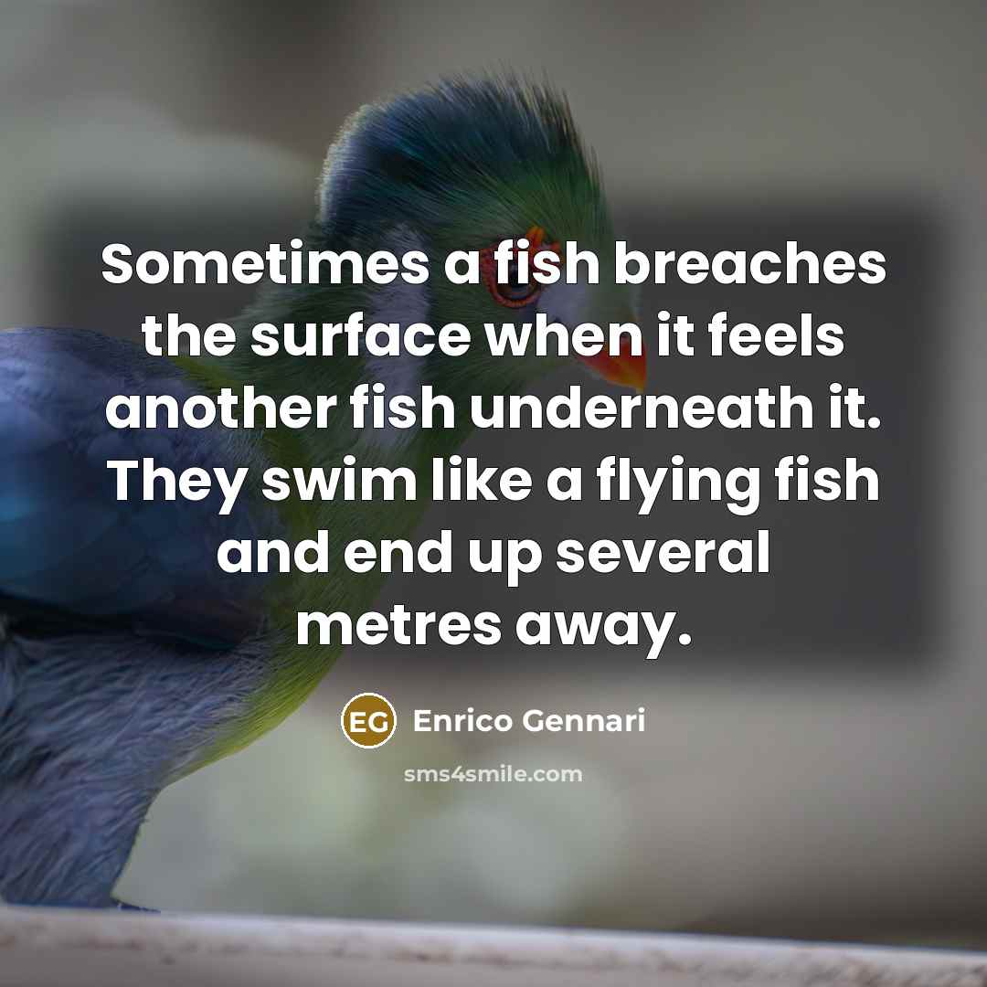 “Sometimes a fish breaches the surface when it feels another fish underneath it. They swim like a flying fish and end up several metres away.” quote by Enrico Gennari