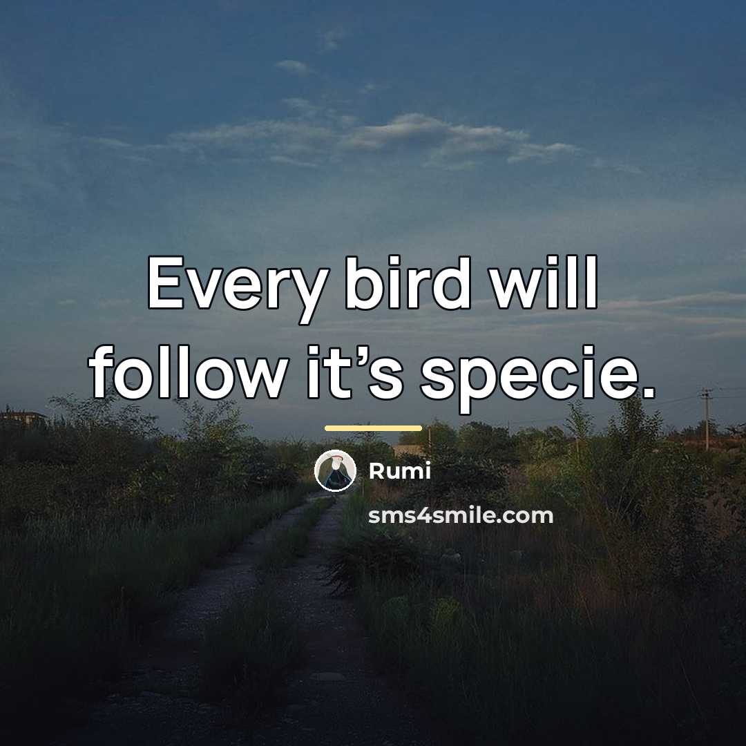 “Every bird will follow it's specie.…” quote by Rumi