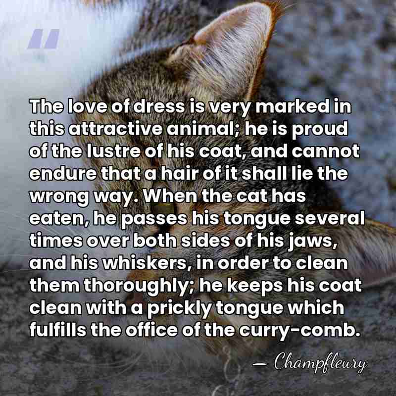 The love of dress is very marked in this attractive animal; he&hellip; - Champfleury