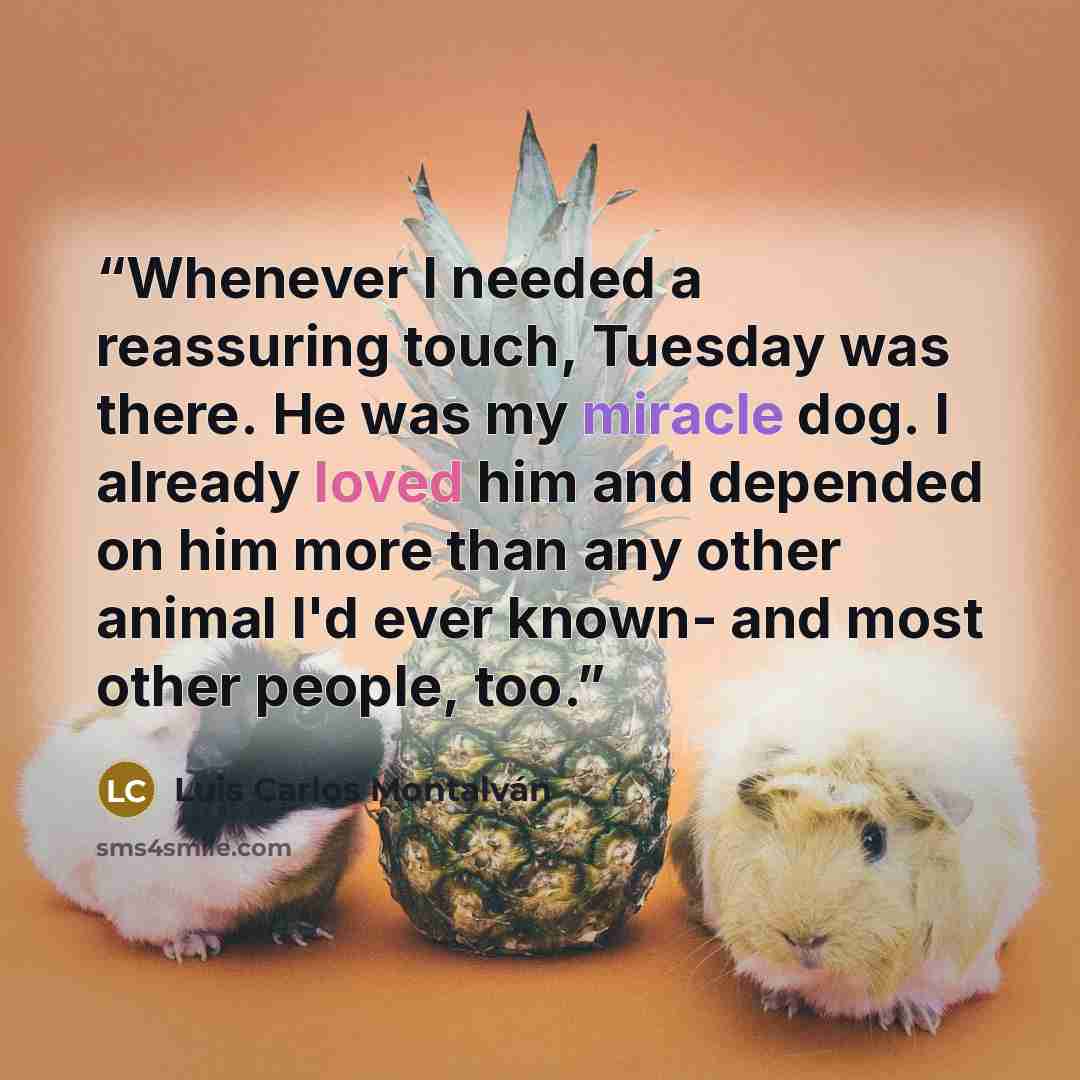 “Whenever I needed a reassuring touch, Tuesday was there. He was my miracle dog. I already loved him and depended on him more than any other animal I'd ever known- and most other people, too.” quote by Luis Carlos Montalván