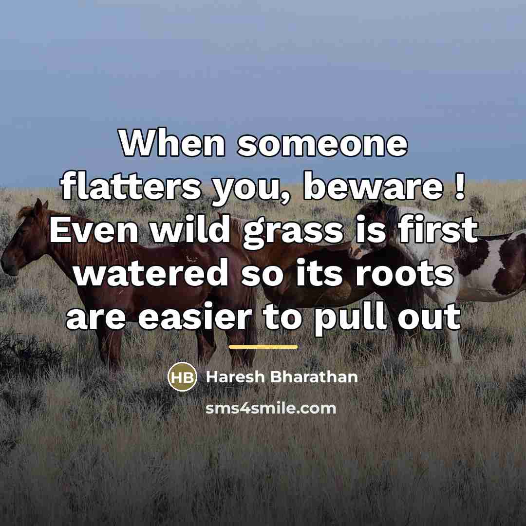 “When someone flatters you, beware ! Even wild grass is…” quote by Haresh Bharathan