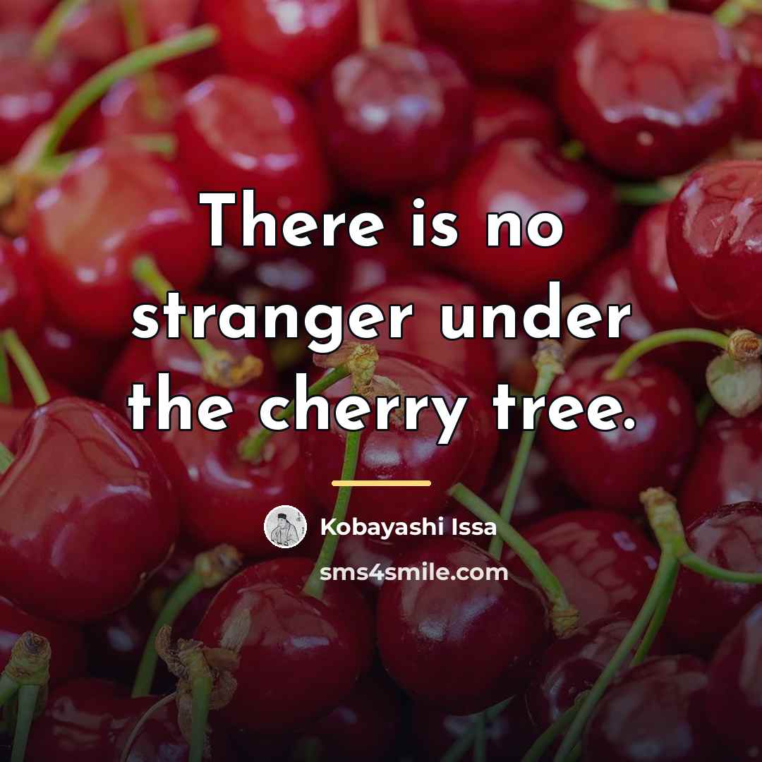 “There is no stranger under the cherry tree.…” quote by Kobayashi Issa