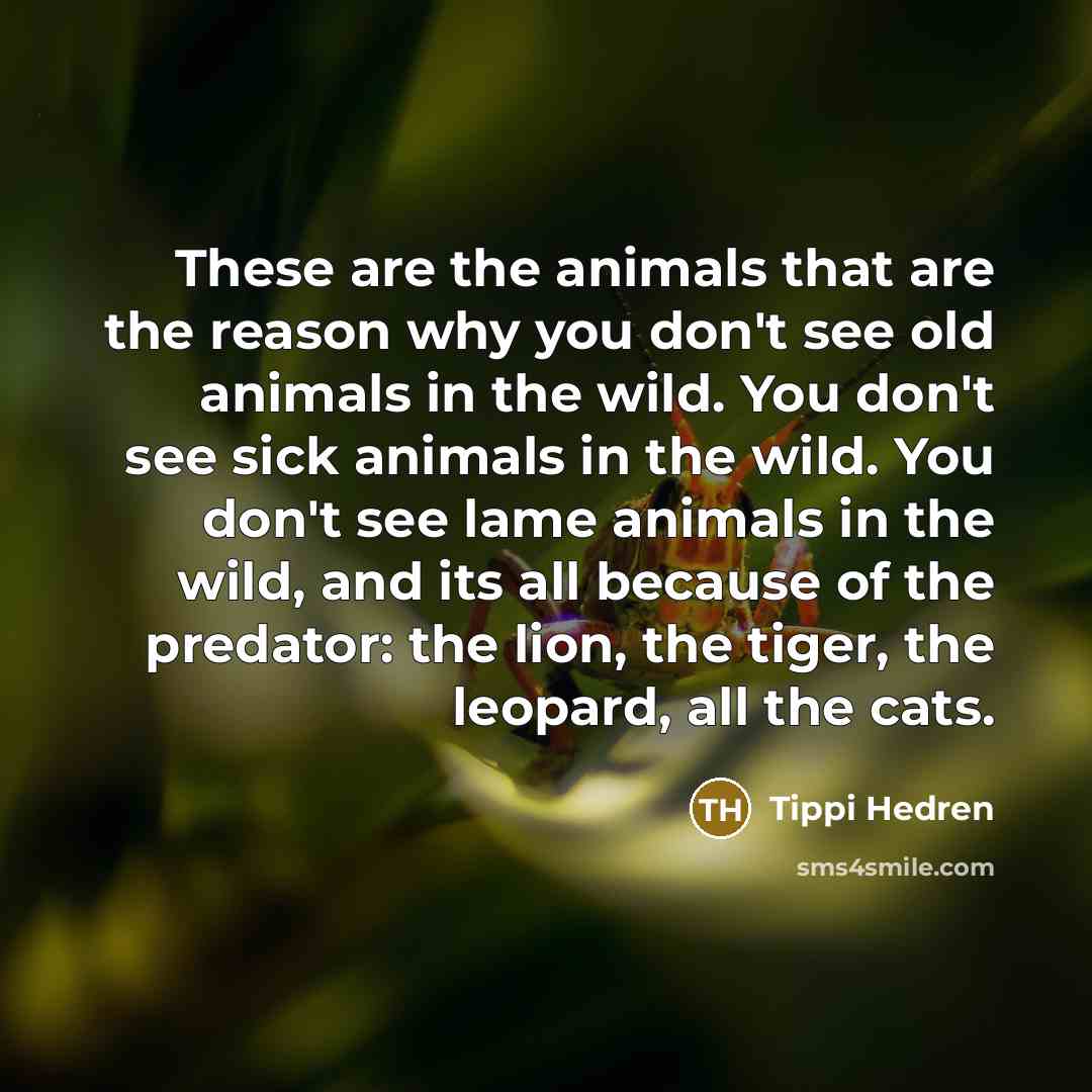 “These are the animals that are the reason why you…” quote by Tippi Hedren