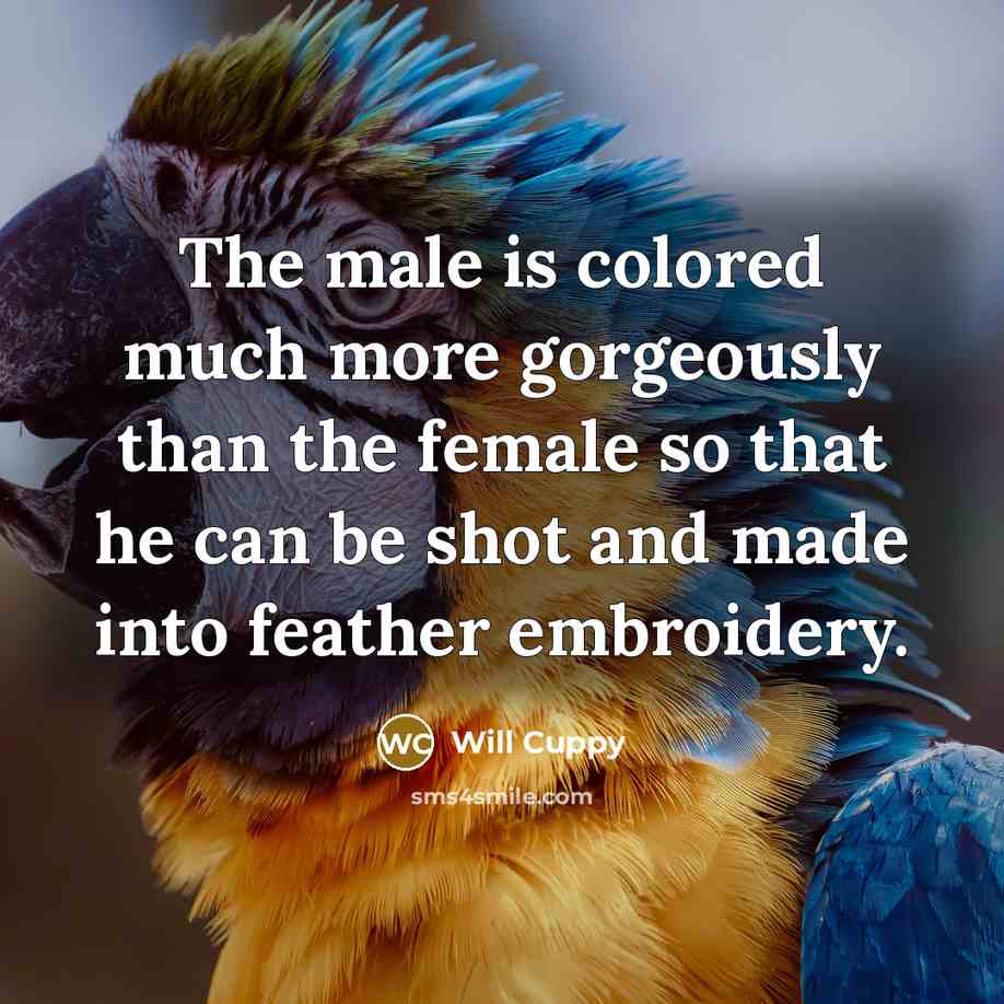 “The male is colored much more gorgeously than the female…” quote by Will Cuppy