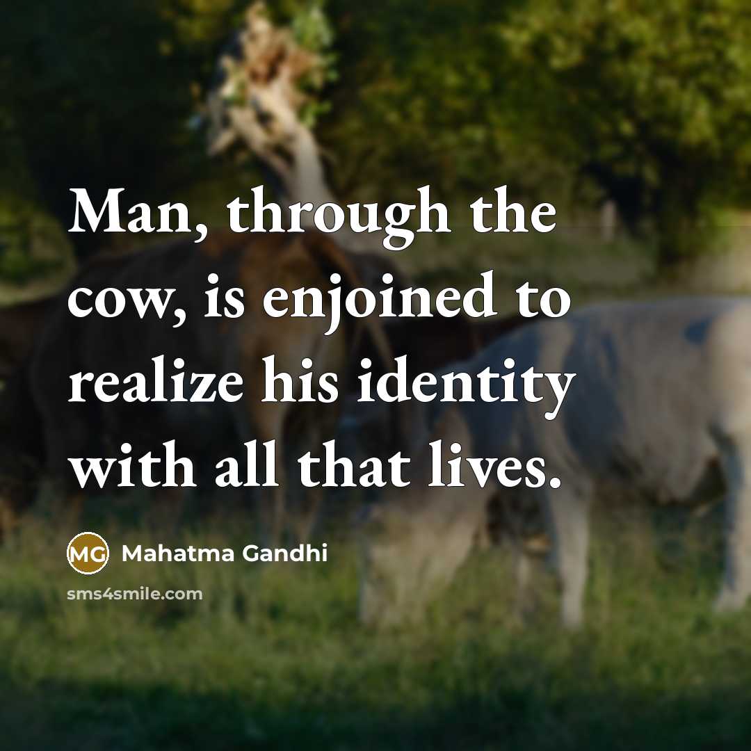 “Man, through the cow, is enjoined to realize his identity…” quote by Mahatma Gandhi