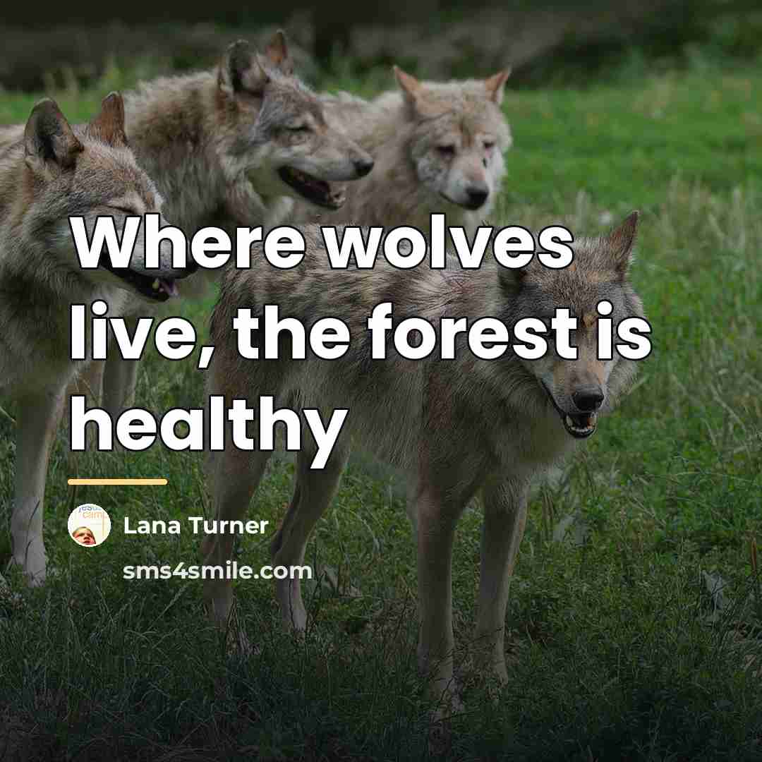 “Where wolves live, the forest is healthy…” quote by Lana Turner