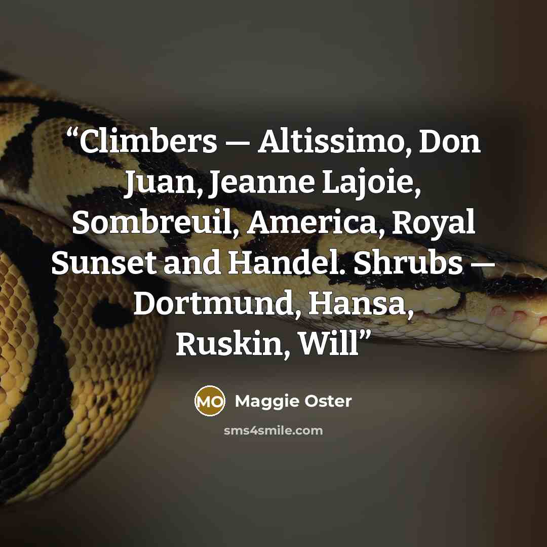 “Climbers — Altissimo, Don Juan, Jeanne Lajoie, Sombreuil, America, Royal Sunset and Handel. Shrubs — Dortmund, Hansa, Ruskin, Will” quote by Maggie Oster