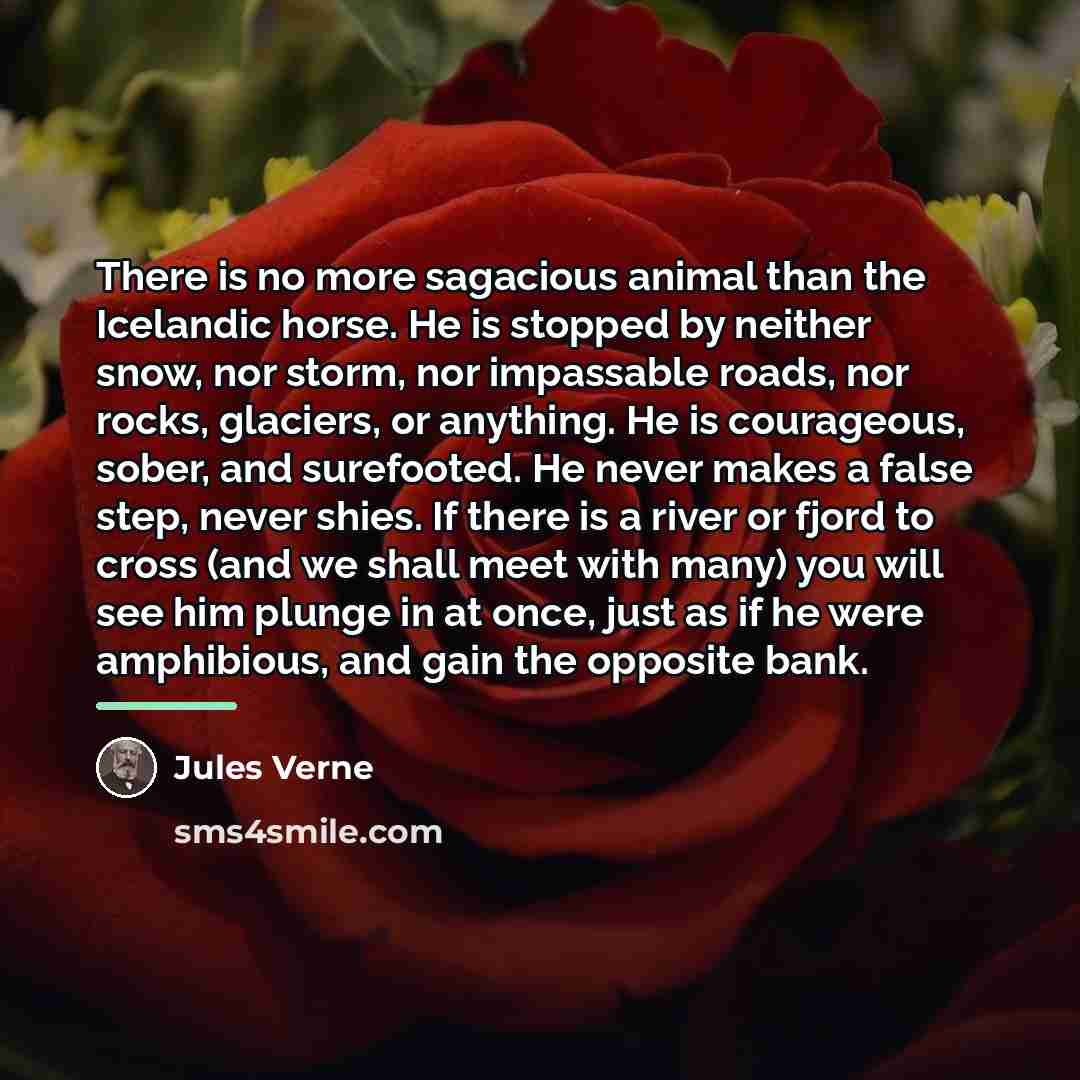 “There is no more sagacious animal than the Icelandic horse.…” quote by Jules Verne