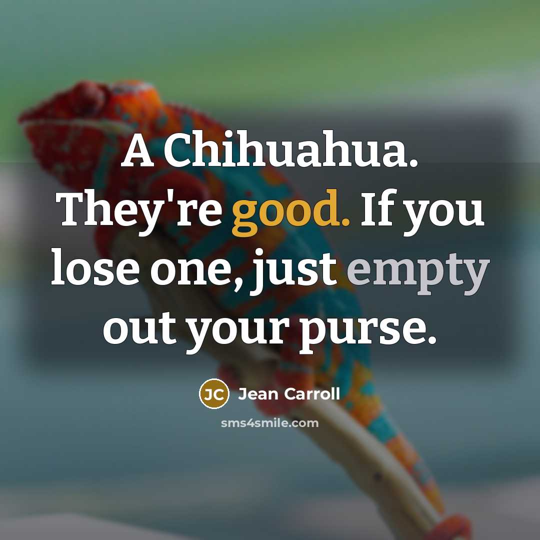 “A Chihuahua. They're good. If you lose one, just empty out your purse.” quote by Jean Carroll