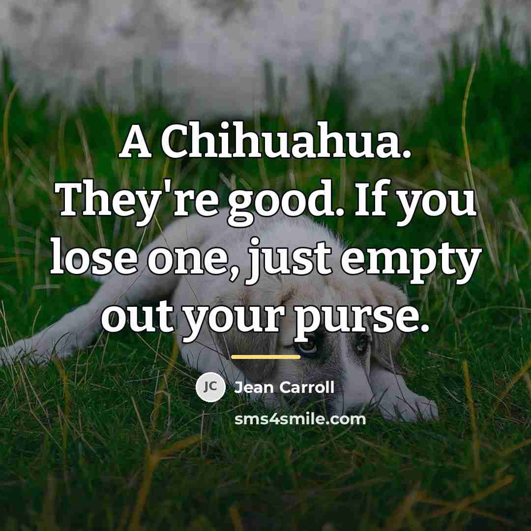 “A Chihuahua. They're good. If you lose one, just empty…” quote by Jean Carroll