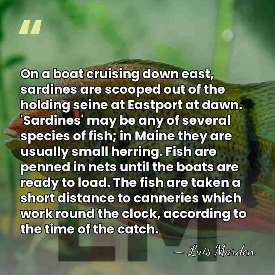 On a boat cruising down east, sardines are scooped out of the&hellip; - Luis Marden