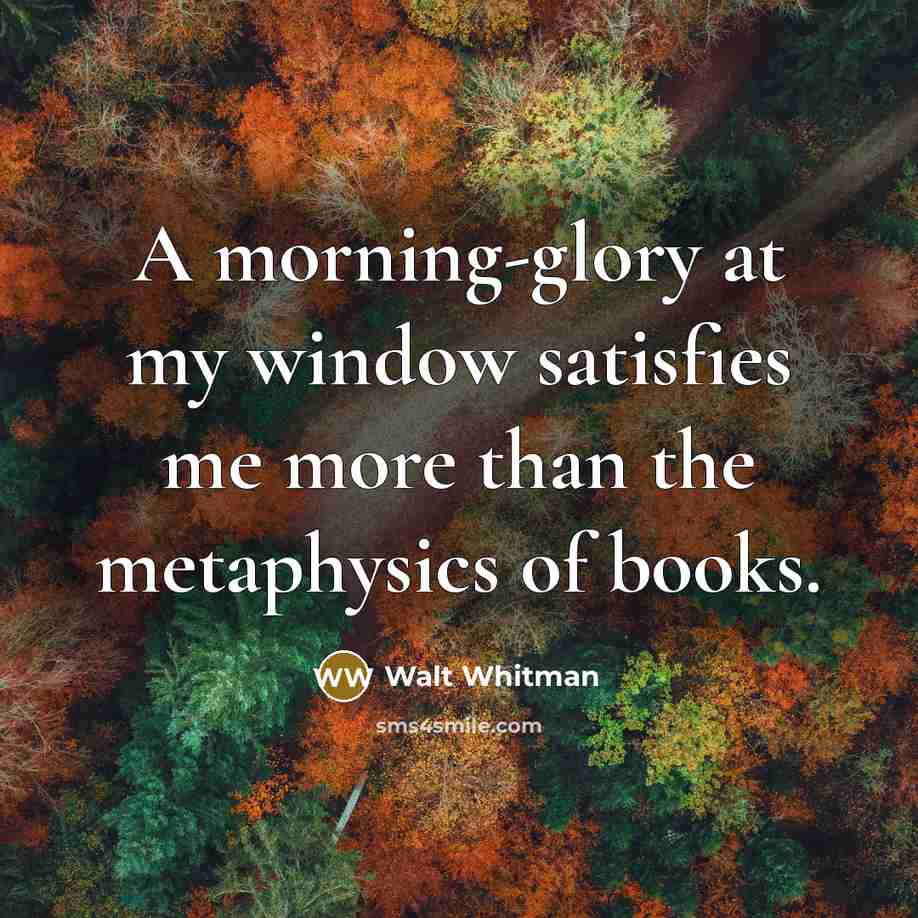 “A morning-glory at my window satisfies me more than the…” quote by Walt Whitman