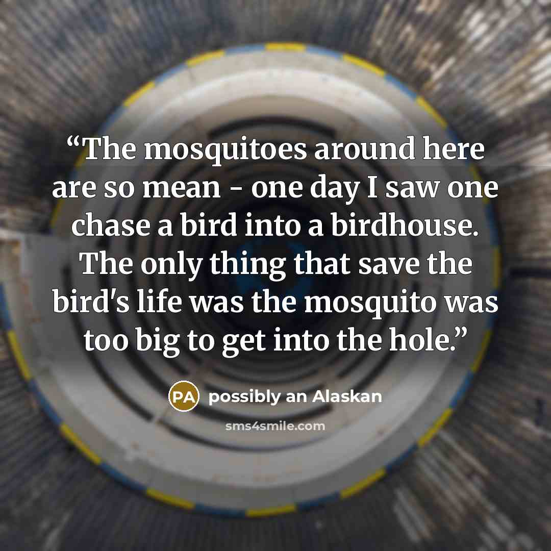 “The mosquitoes around here are so mean - one day I saw one chase a bird into a birdhouse. The only thing that save the bird's life was the mosquito was too big to get into the hole.” quote by possibly an Alaskan