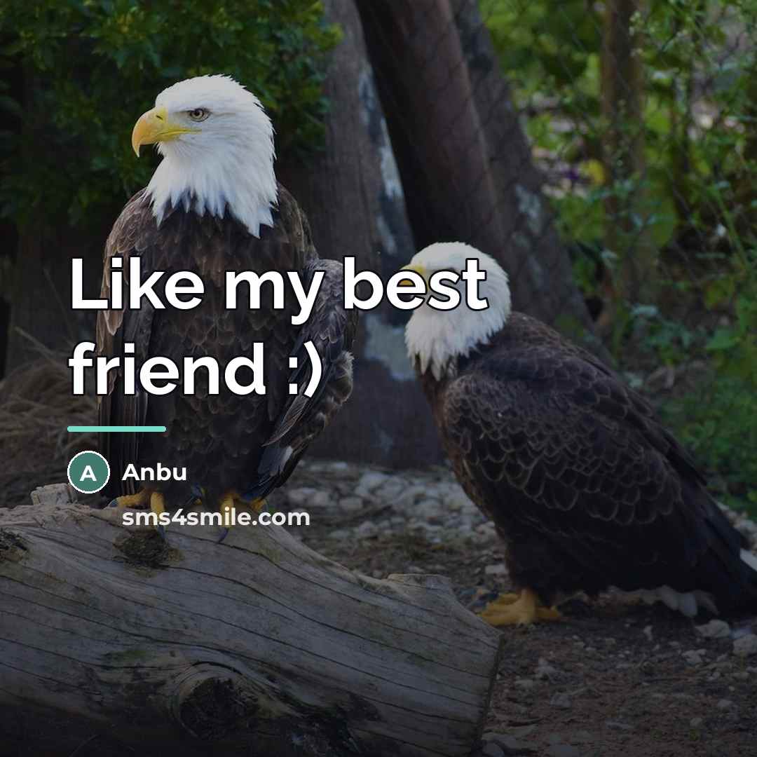 “Like my best friend :)…” quote by Anbu