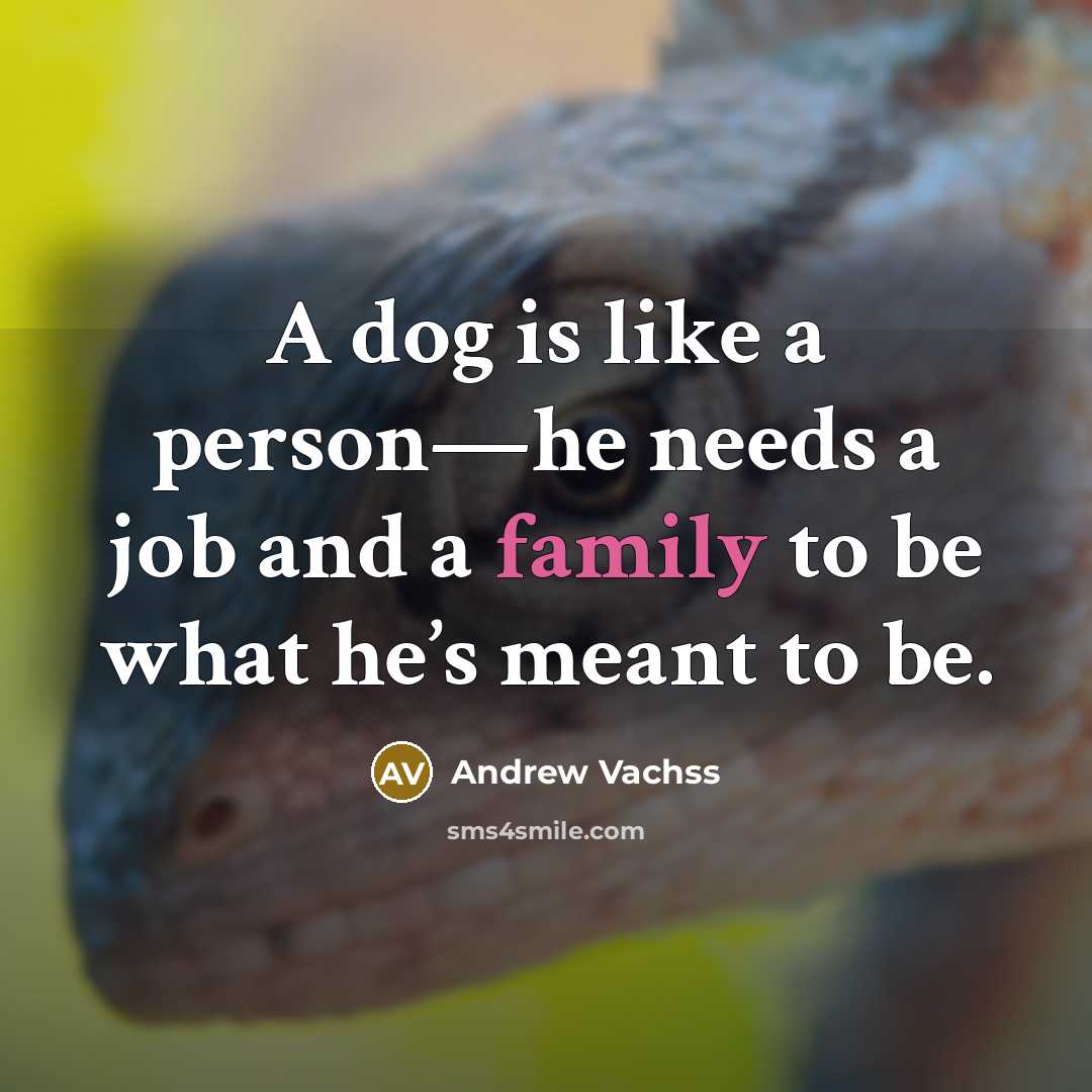 “A dog is like a person—he needs a job and a family to be what he’s meant to be.” quote by Andrew Vachss