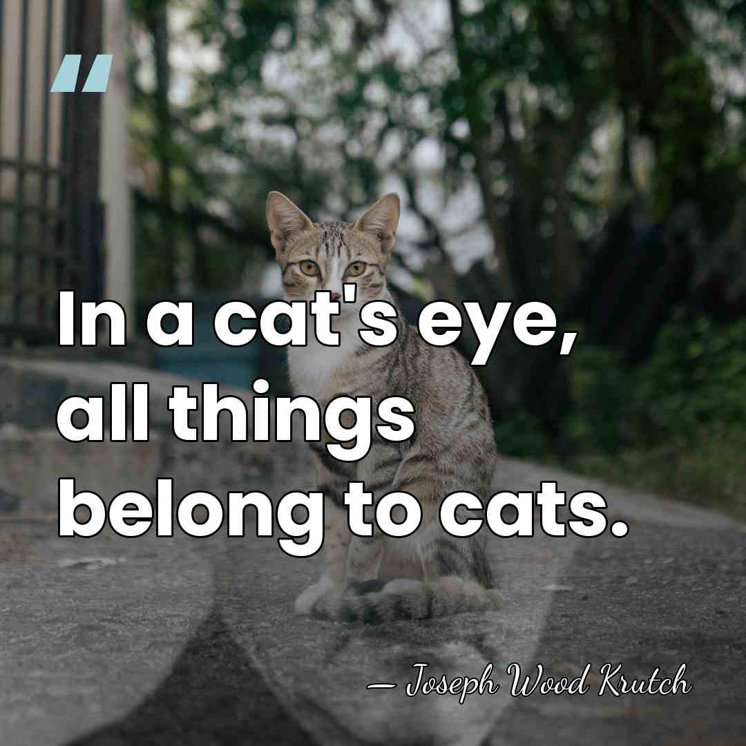 In a cat's eye, all things belong to cats. - Joseph Wood Krutch