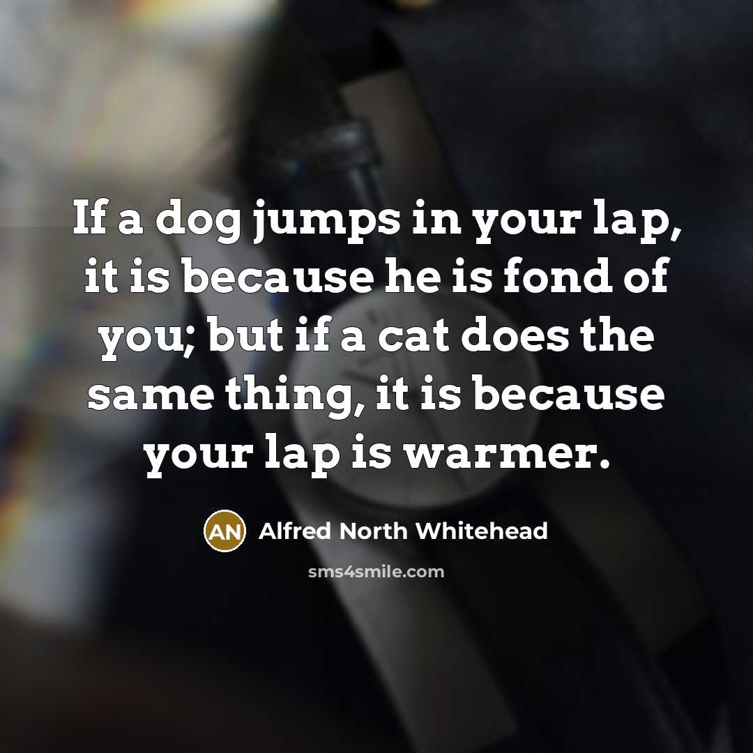 “If a dog jumps in your lap, it is because…” quote by Alfred North Whitehead