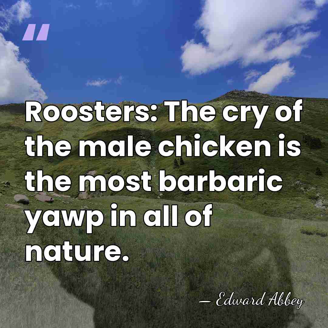 Roosters: The cry of the male chicken is the most barbaric yawp&hellip; - Edward Abbey