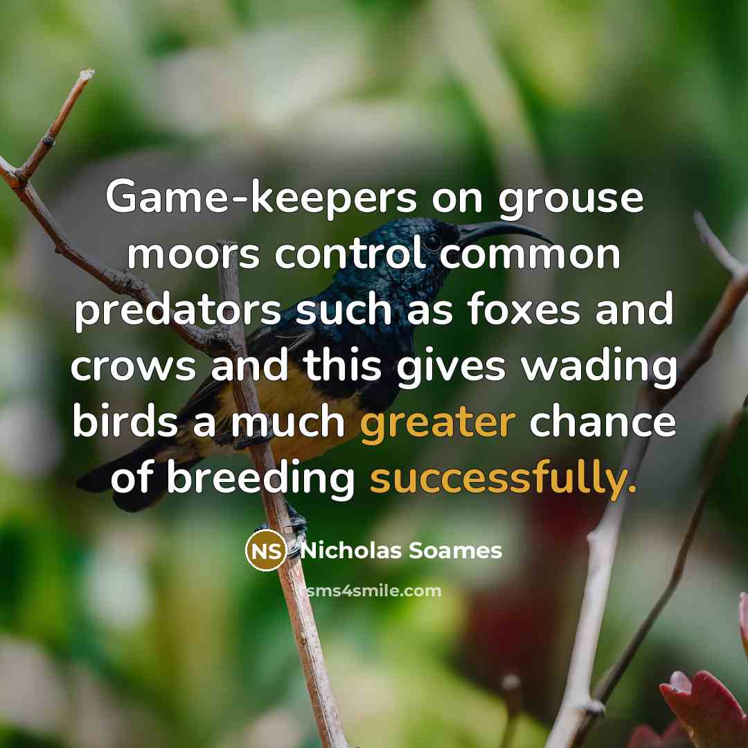 “Game-keepers on grouse moors control common predators such as foxes and crows and this gives wading birds a much greater chance of breeding successfully.” quote by Nicholas Soames