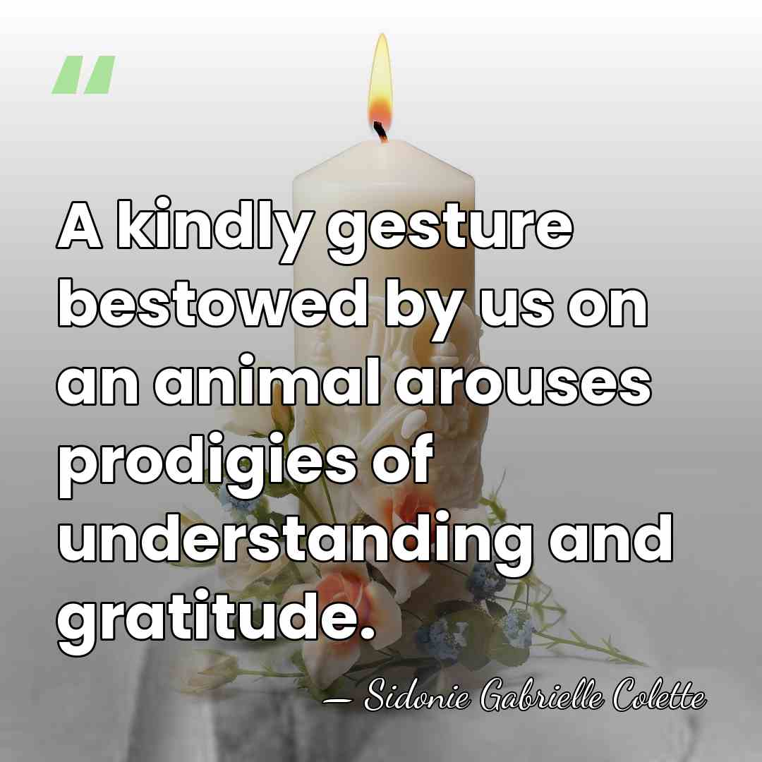 A kindly gesture bestowed by us on an animal arouses prodigies of&hellip; - Sidonie Gabrielle Colette