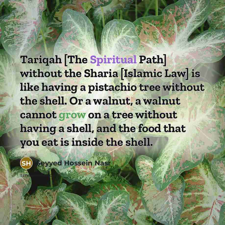 “Tariqah [The Spiritual Path] without the Sharia [Islamic Law] is…” quote by Seyyed Hossein Nasr