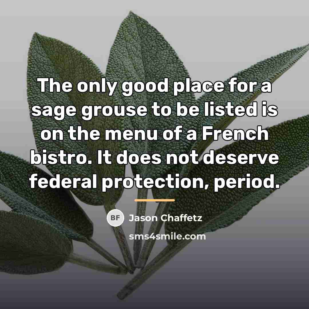 “The only good place for a sage grouse to be…” quote by Jason Chaffetz
