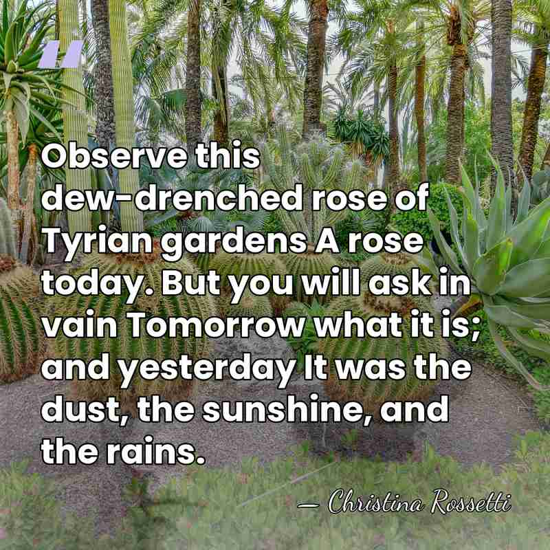 Observe this dew-drenched rose of Tyrian gardens A rose today. But you&hellip; - Christina Rossetti