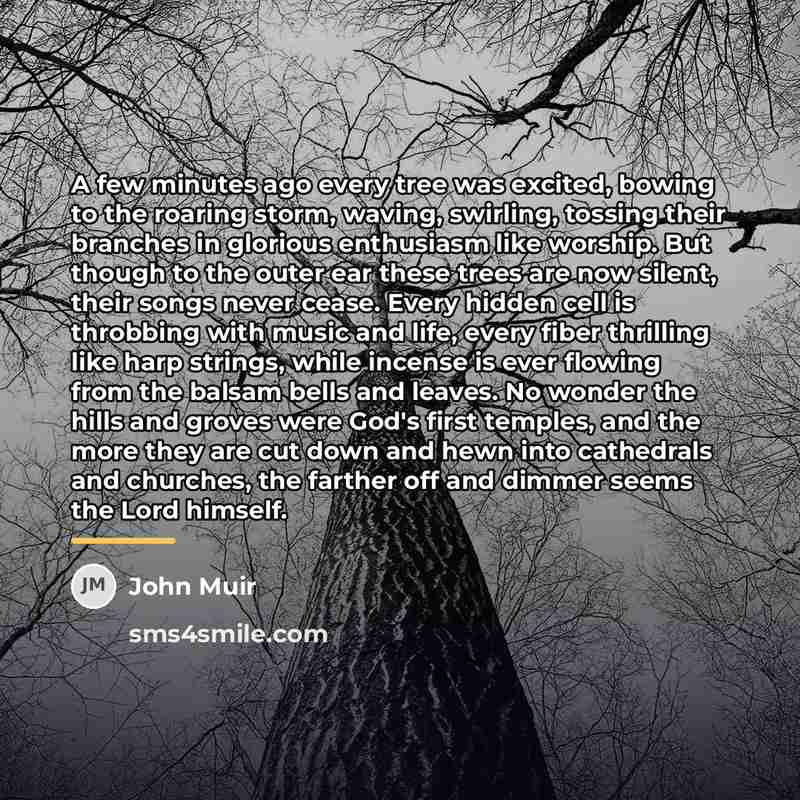 “A few minutes ago every tree was excited, bowing to…” quote by John Muir