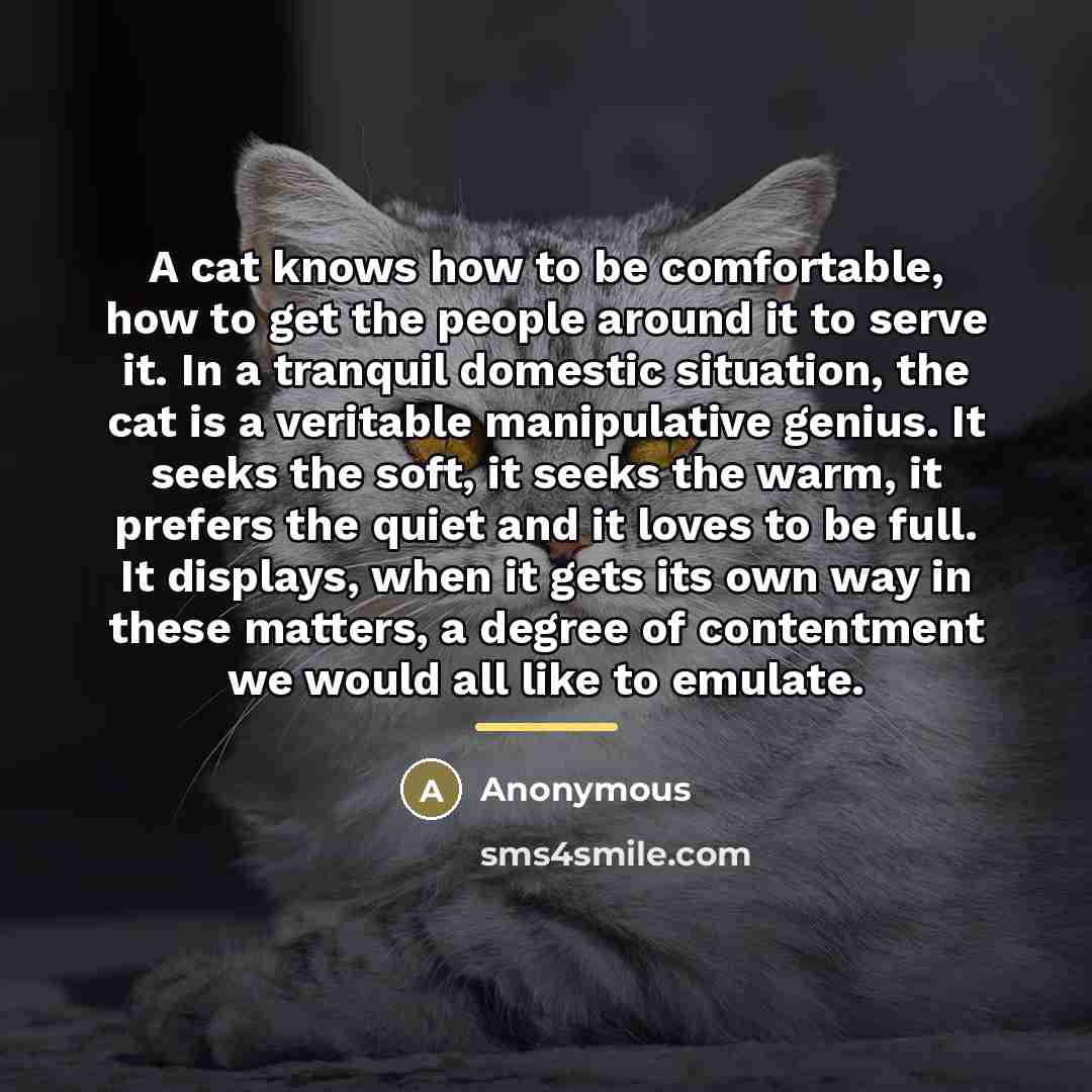 “A cat knows how to be comfortable, how to get…” quote by Anonymous