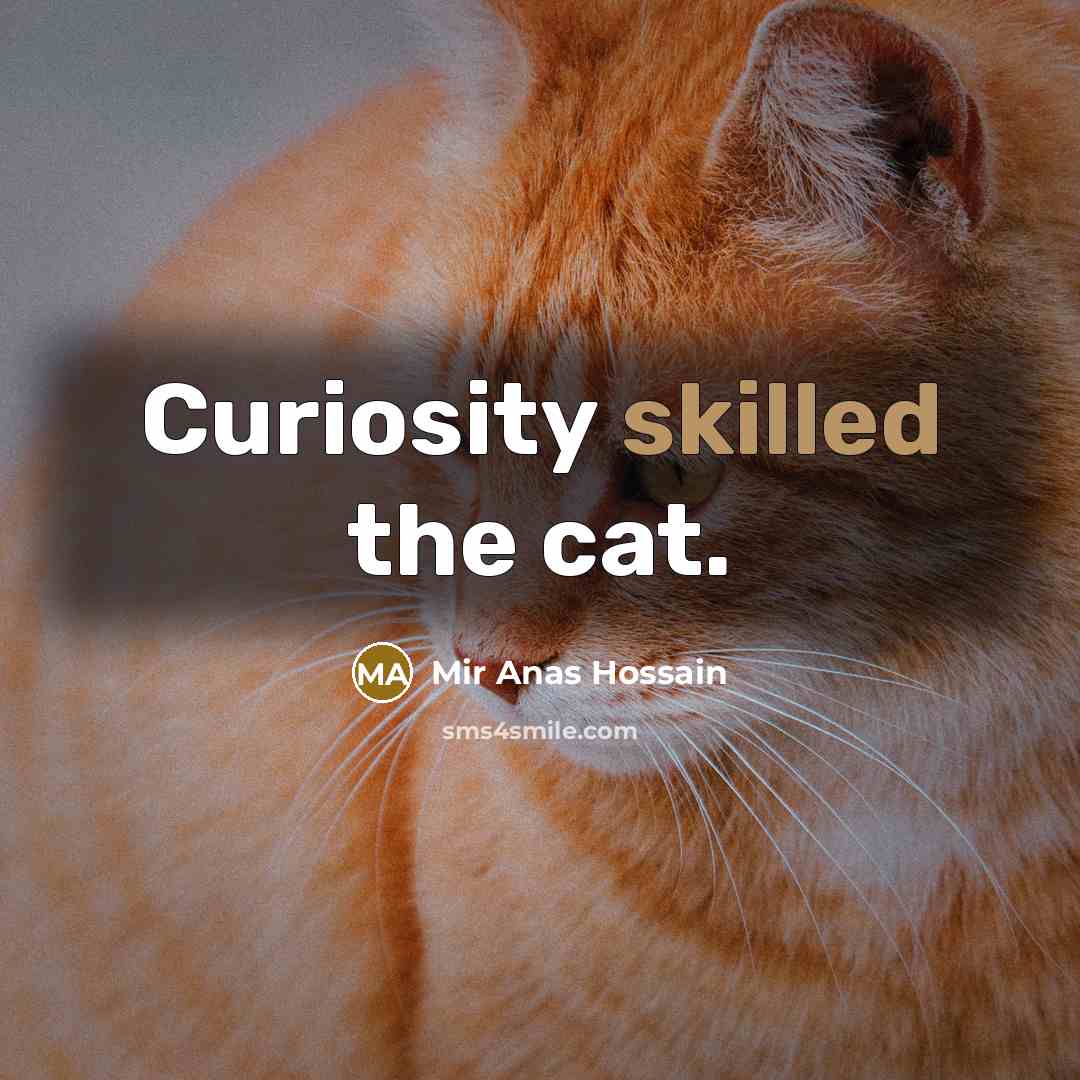“Curiosity skilled the cat.” quote by Mir Anas Hossain