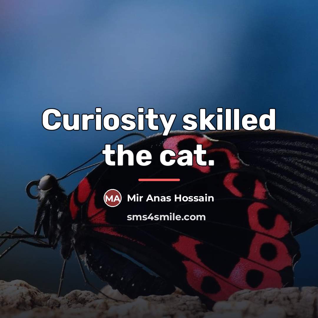 “Curiosity skilled the cat.…” quote by Mir Anas Hossain