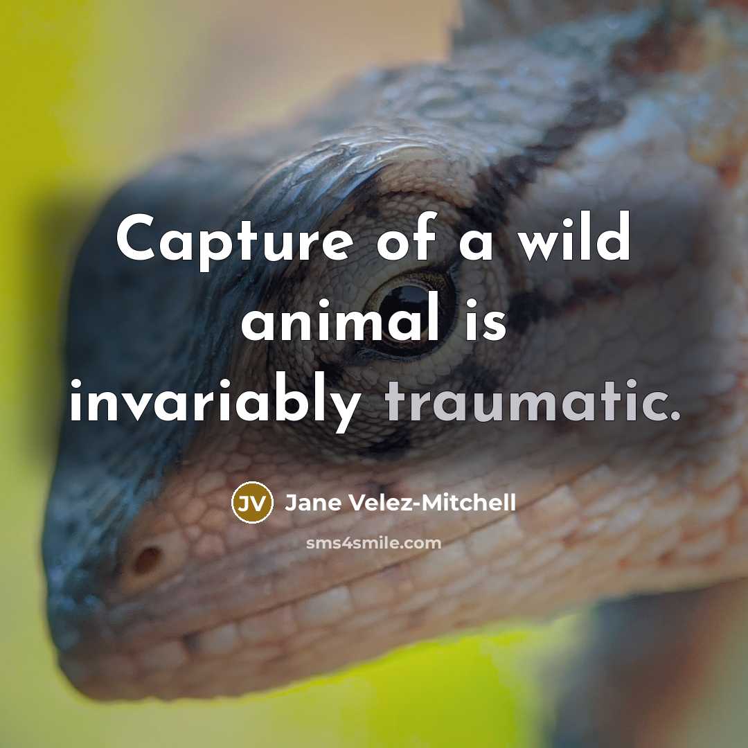 “Capture of a wild animal is invariably traumatic.…” quote by Jane Velez-Mitchell