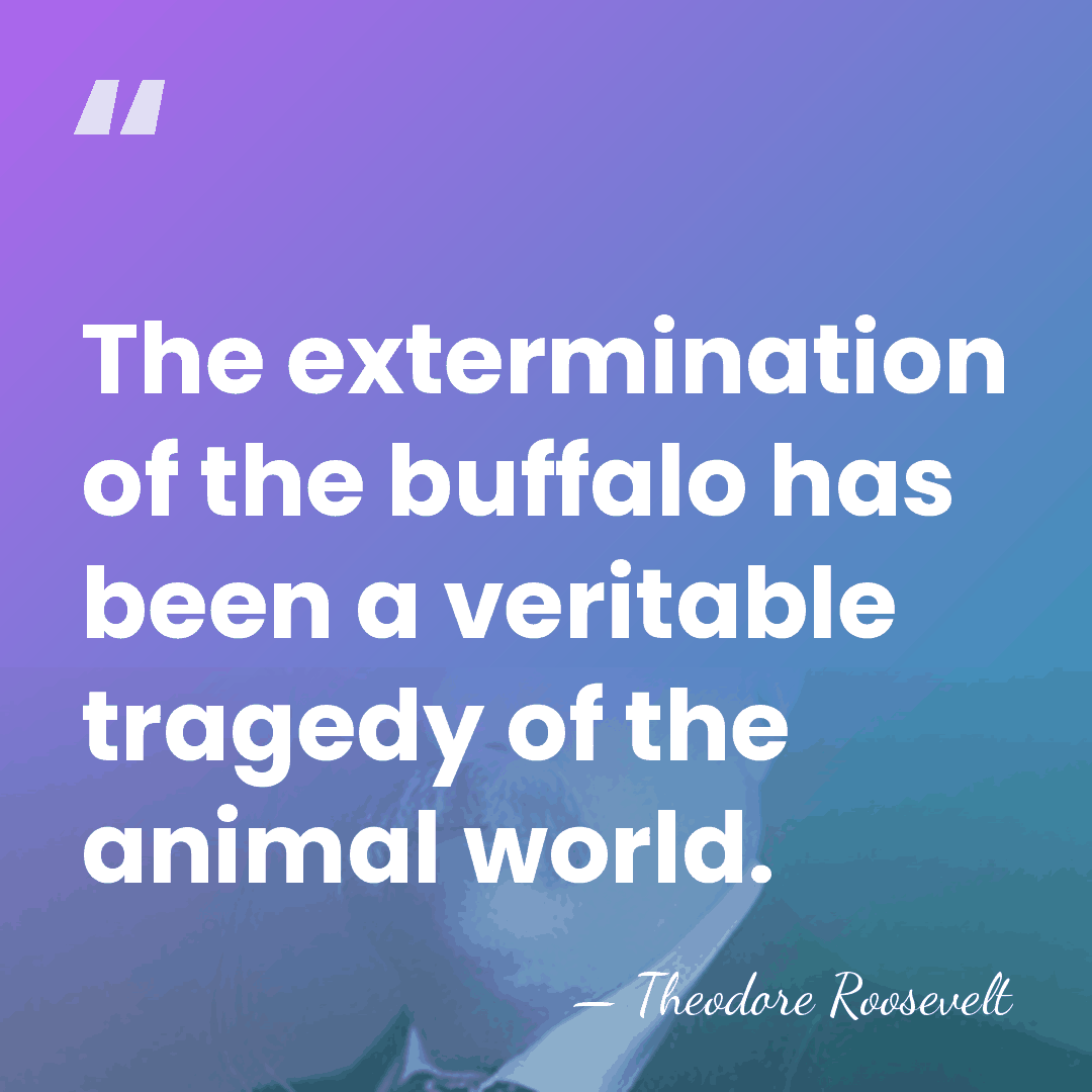 The extermination of the buffalo has been a veritable tragedy of the&hellip; - Theodore Roosevelt