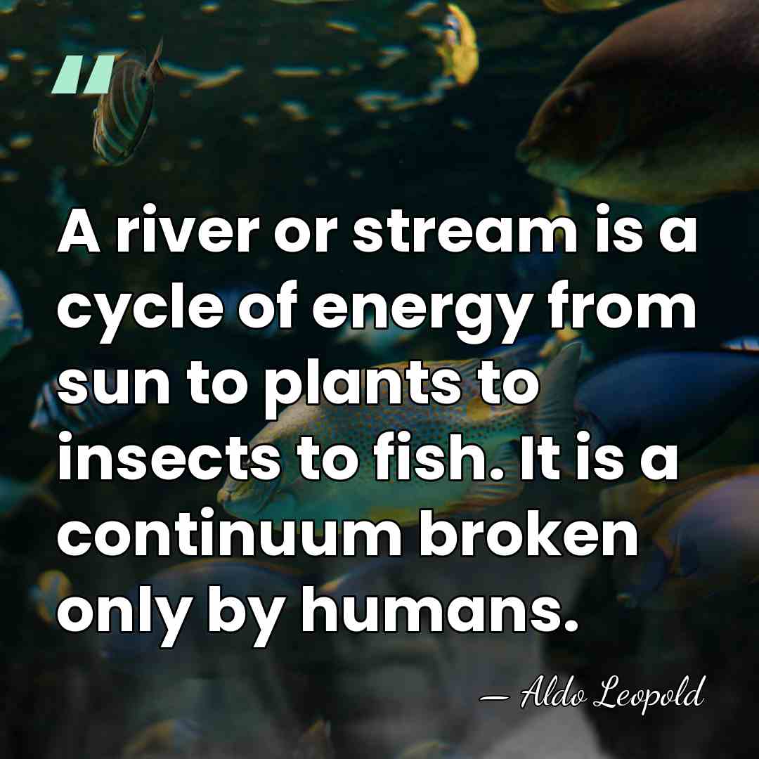 A river or stream is a cycle of energy from sun to&hellip; - Aldo Leopold